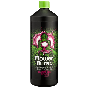 Buddhas Tree Flower Burst