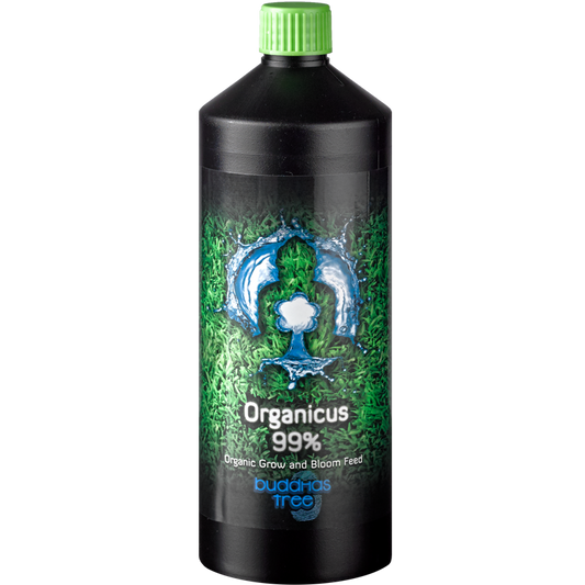 Buddhas Tree Organicus