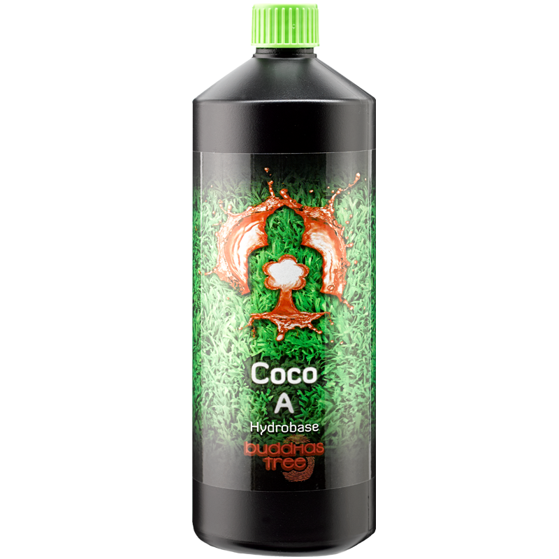 Buddhas Tree Coco A+B