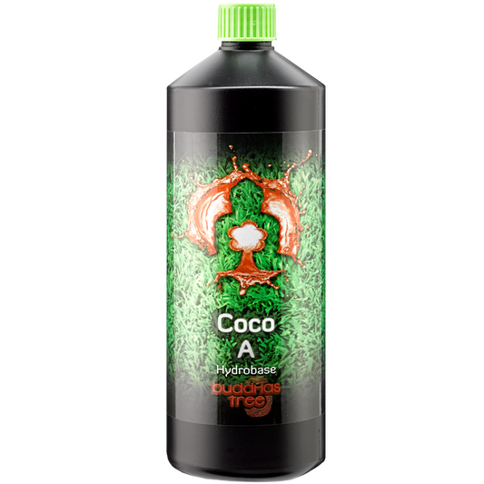 Buddhas Tree Coco A+B