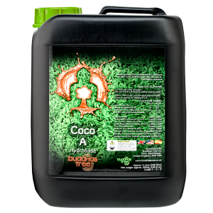 Buddhas Tree Coco A+B