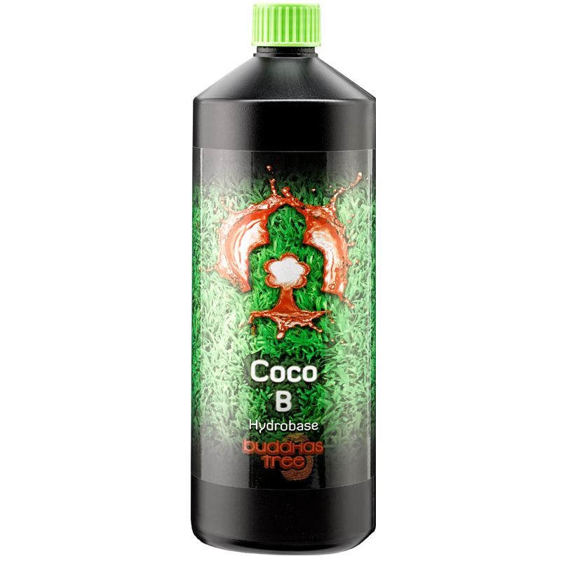 Buddhas Tree Coco A+B