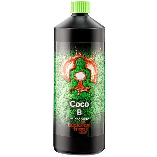 Buddhas Tree Coco A+B