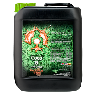 Buddhas Tree Coco A+B