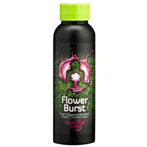 Buddhas Tree Flower Burst