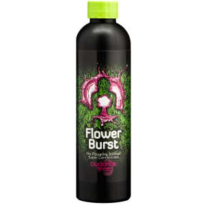 Buddhas Tree Flower Burst