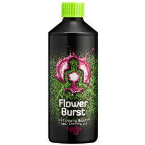 Buddhas Tree Flower Burst