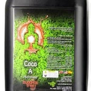 Buddhas Tree Coco A+B