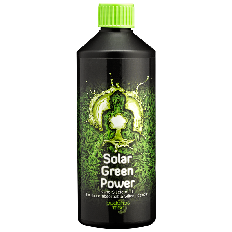 Buddhas Tree Solar Power